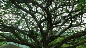 Ein großer Baum mit einer Holzhütte darunter, möglicherweise ein Pavillon oder Schutzhaus, in einer üppigen, grünen Umgebung.