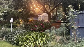 A garden with various plants and a tree in the center. - Large Cottage - Heart of Olinda - Old Police station (Olinda)
