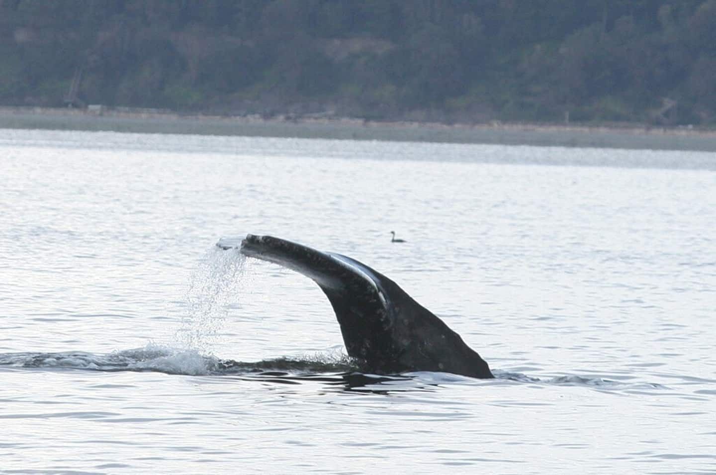 A whale's tail emerging from the water, creating a splash.