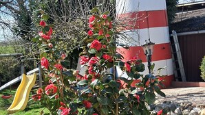 Un jardín con una estructura roja y blanca, un árbol con flores rojas y un tobogán amarillo.