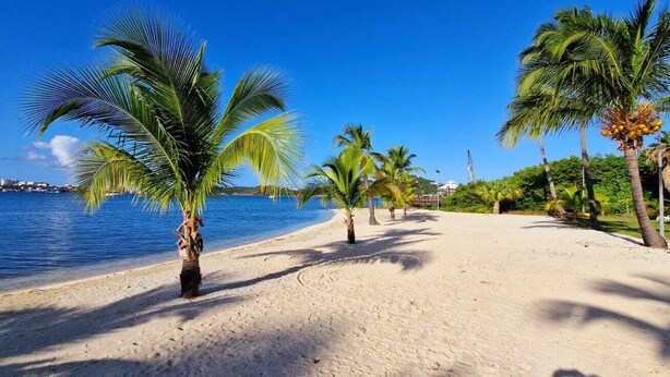 A beach with palm trees and a clear blue sky. - Beachfront the dream holiday (saint martin)