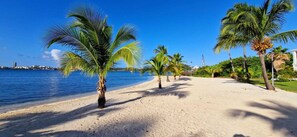 Une plage bordée de palmiers, sous un ciel bleu et dégagé.