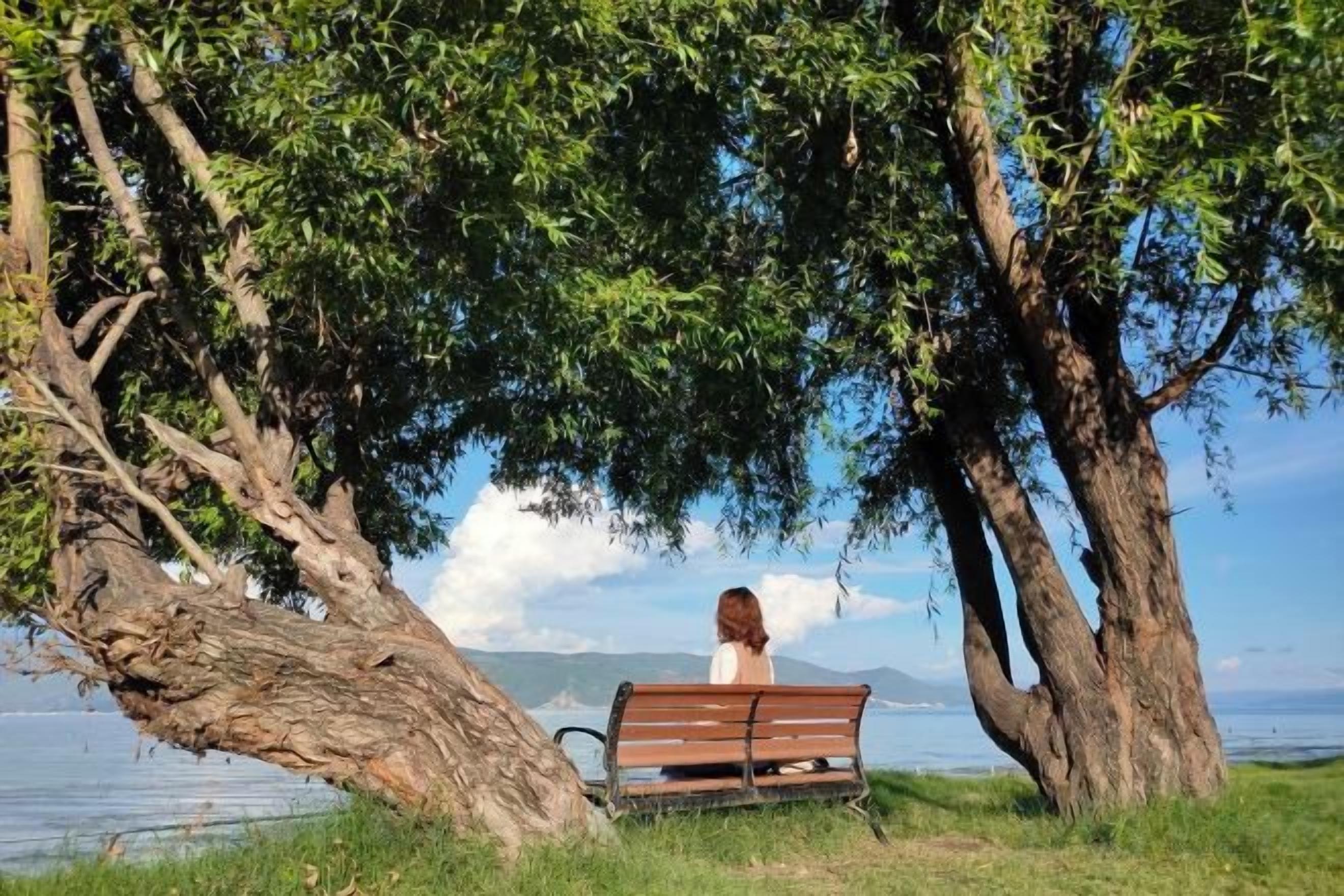 Un banc à l’ombre d’un arbre, près d’une étendue d’eau, avec une vue dégagée au loin.