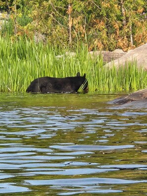 A black bear resting in a body of water surrounded by tall green grass and trees. - Tranquility on the River (Britt)