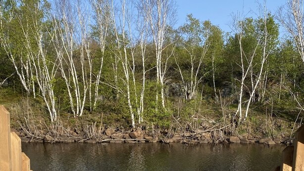 Un molo di legno che si estende su una superficie d'acqua calma, circondato da alberi e vegetazione.