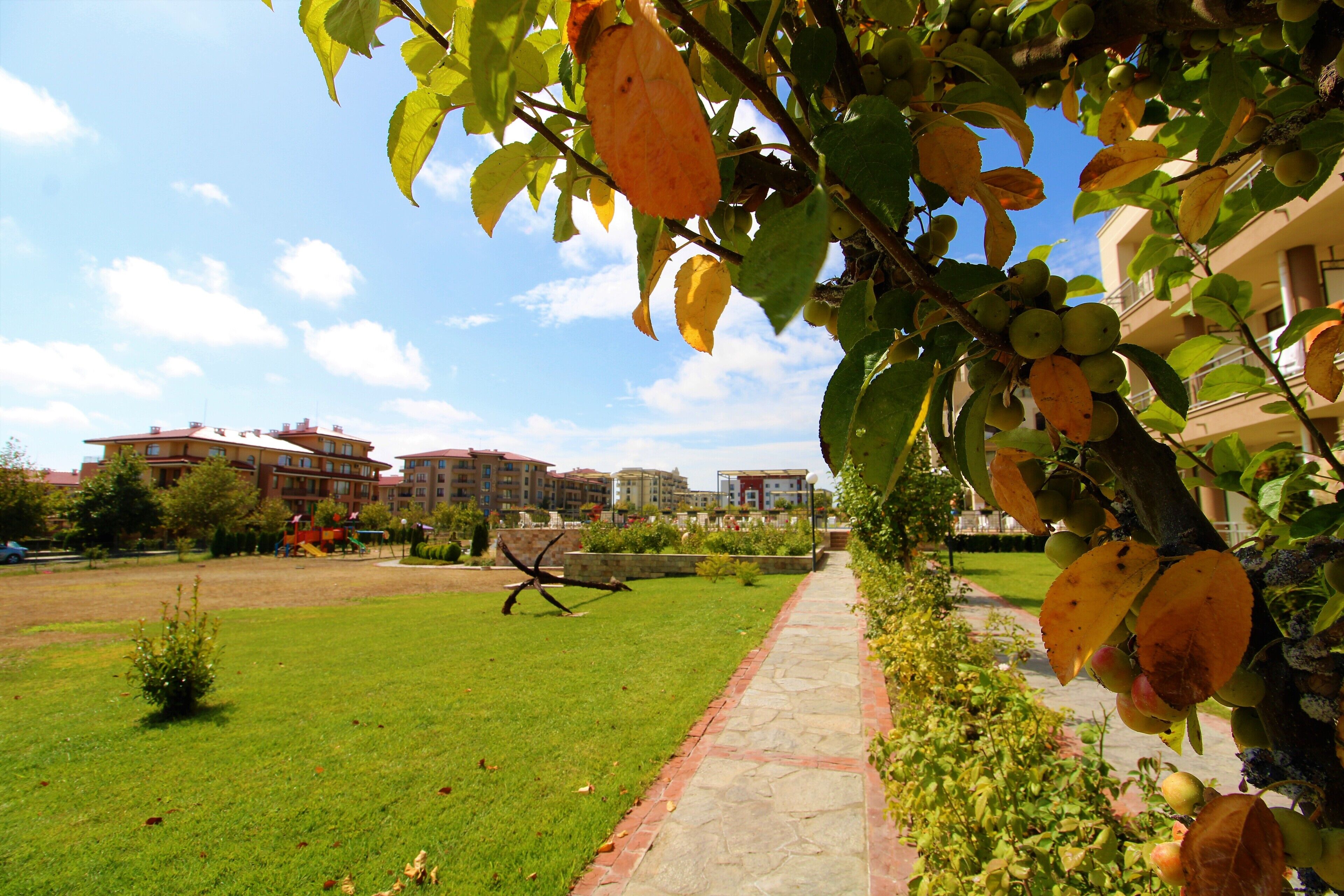 A pathway lined with trees bearing fruit, a grassy area, and buildings in the background.