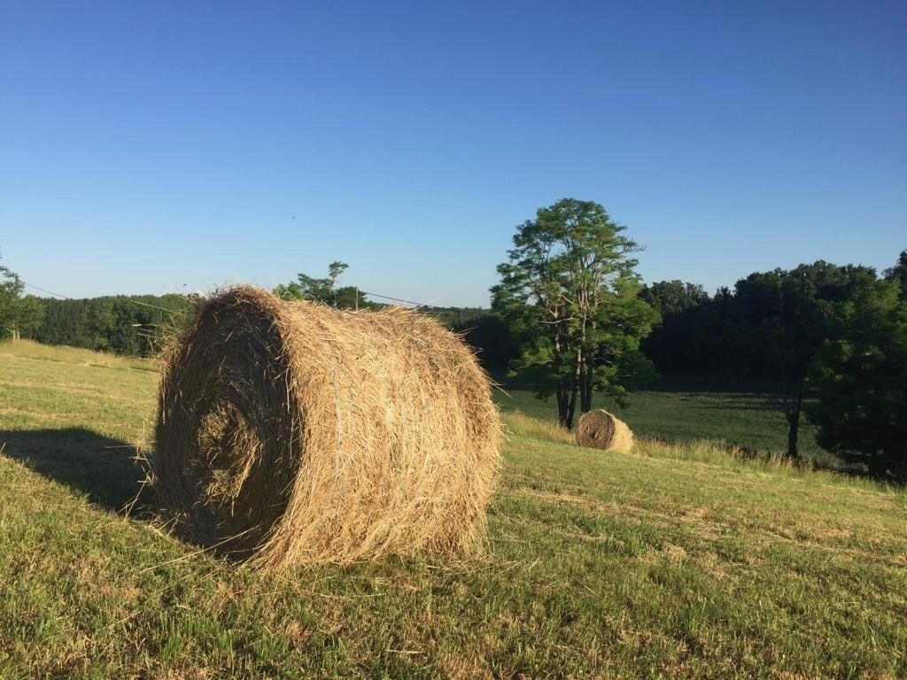 Ein Heuballen auf einem Feld mit Bäumen im Hintergrund.