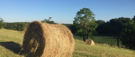 Ein Heuballen auf einem Feld mit Bäumen im Hintergrund.