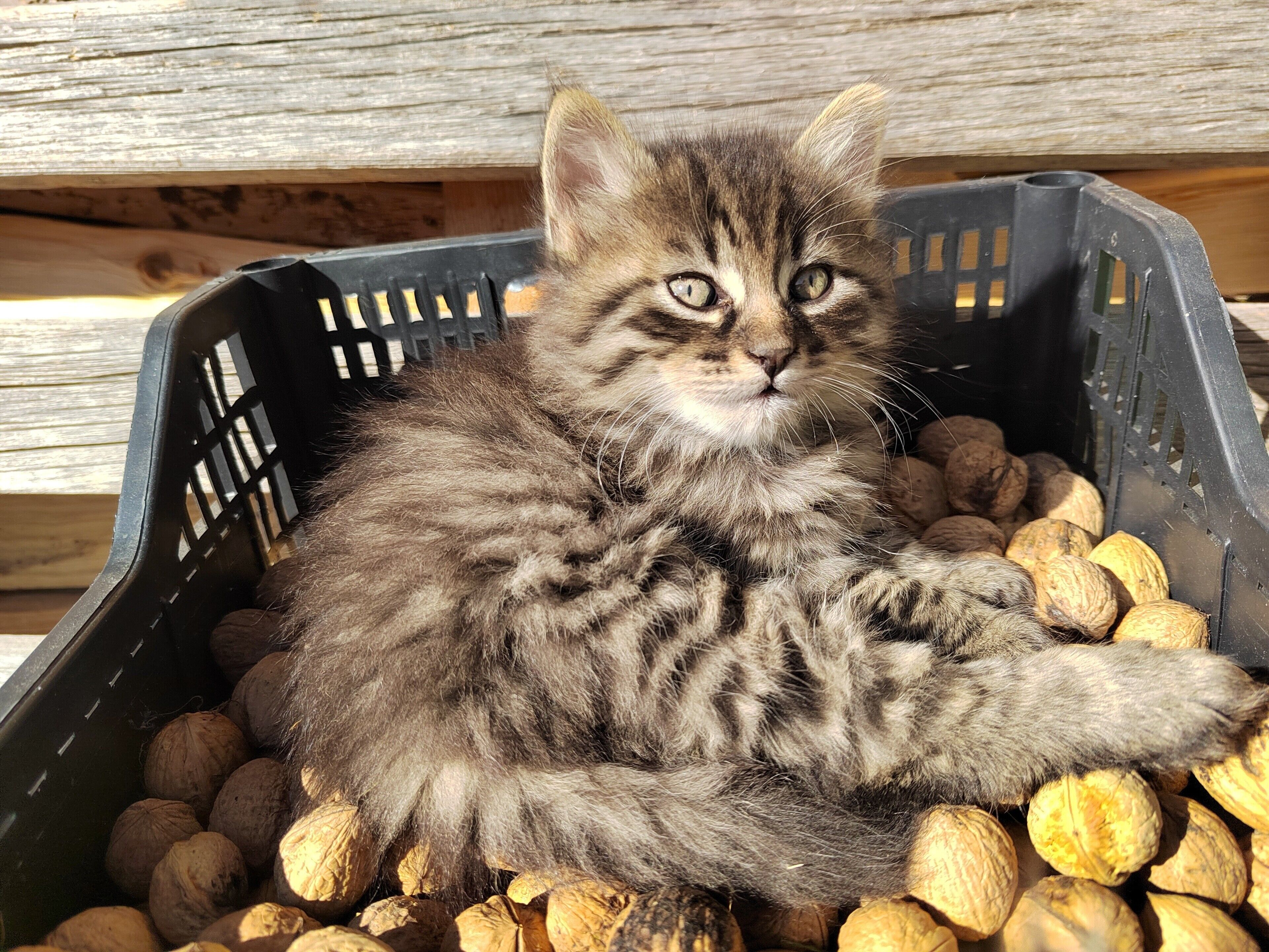 En liten kattunge i en låda full med valnötter.
