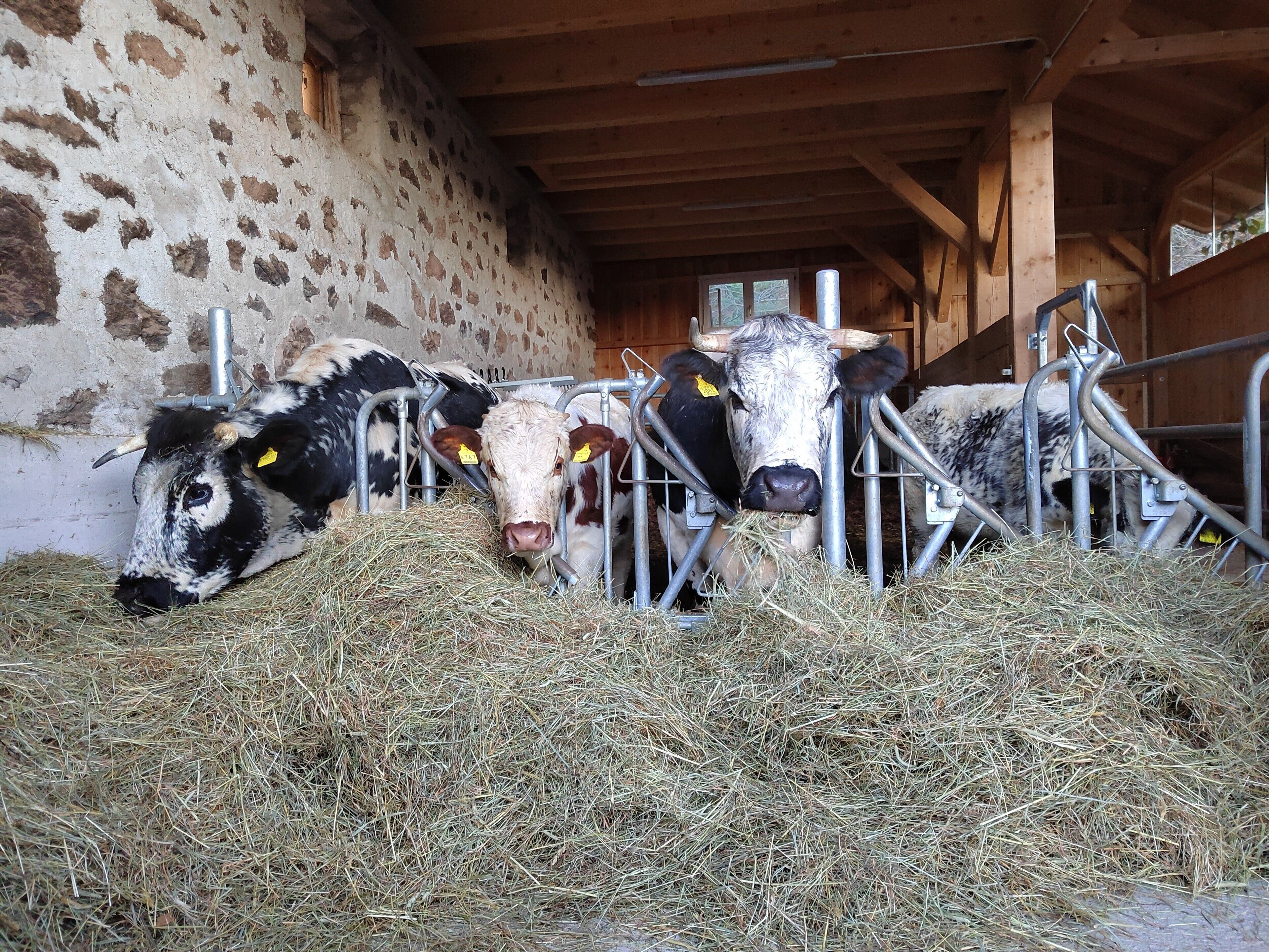 A barn with cows in metal stalls, hay on the floor, and wooden beams on the ceiling.