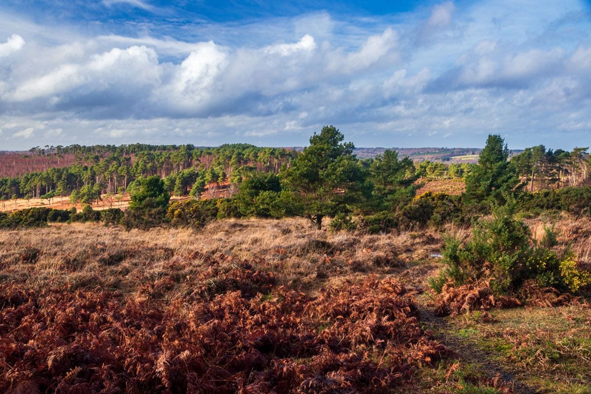 A natural landscape with a variety of vegetation, including trees and shrubs, under a partly cloudy sky.