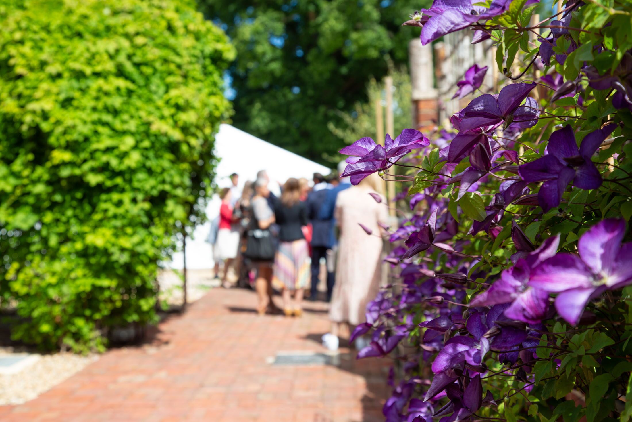 A pathway lined with purple flowers and green foliage, leading to a group of people in the distance.