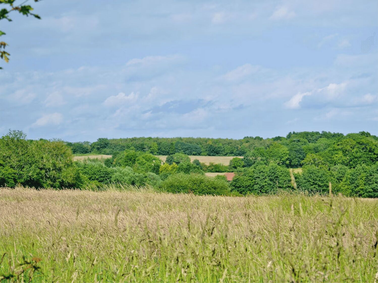 Un paisaje rural con un campo en primer plano y una colina boscosa al fondo.