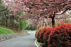 Une route sinueuse bordée de cerisiers en fleurs et d’arbres aux feuilles rouges.