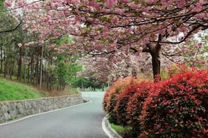 Una carretera sinuosa bordeada de cerezos en flor y follaje rojo.