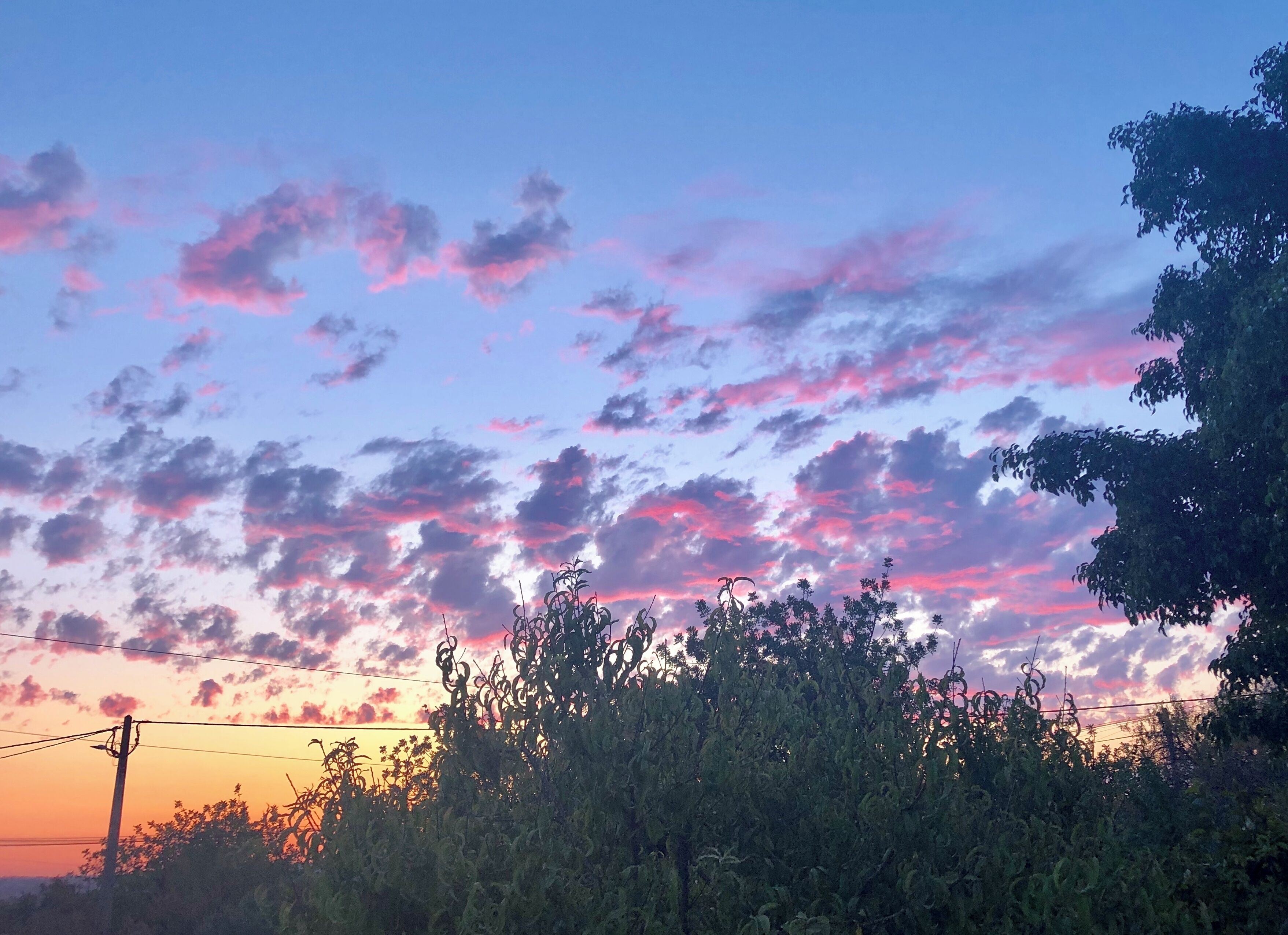 Un atardecer con nubes rosadas, una línea de alta tensión y follaje denso en primer plano.