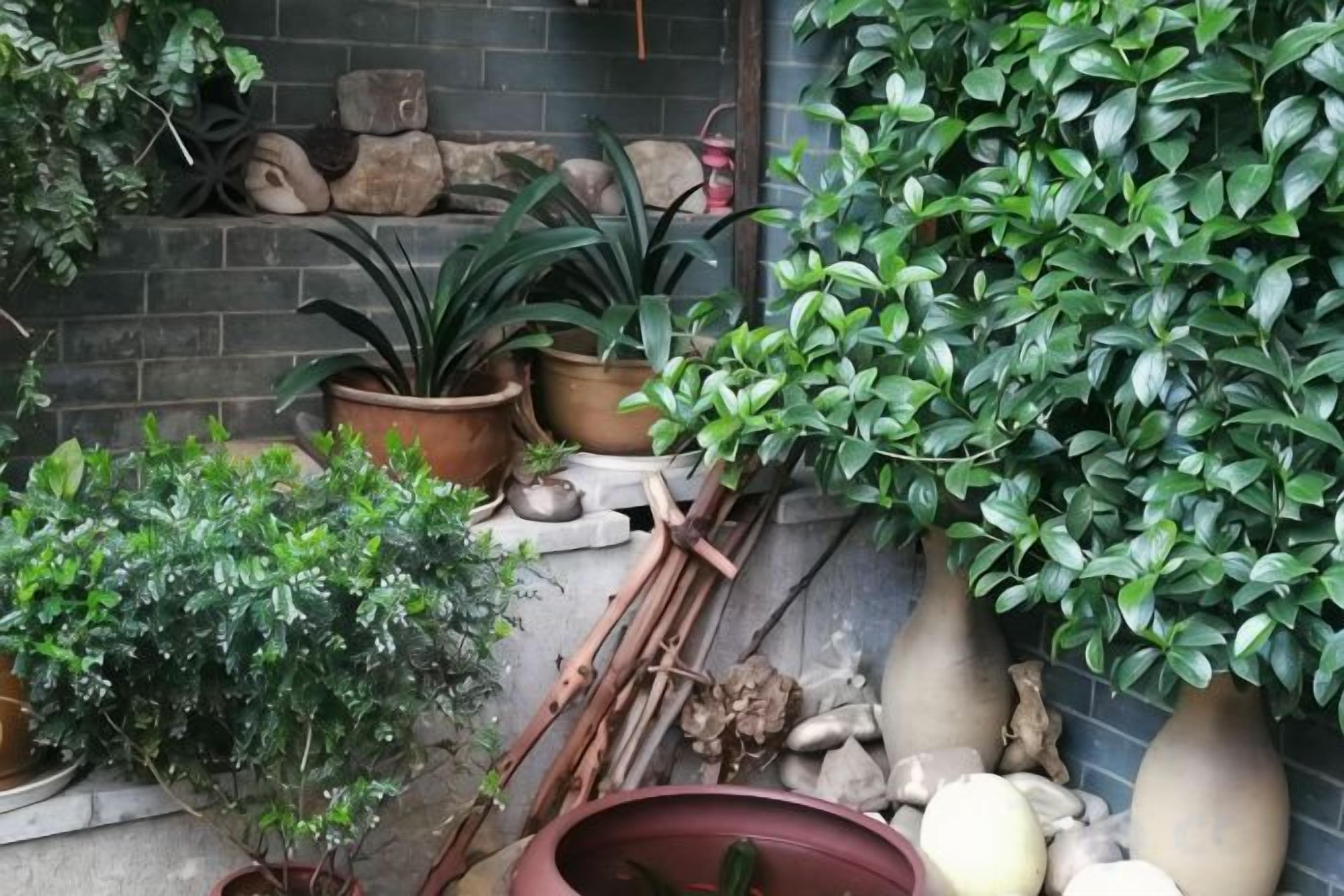 Variedad de plantas en macetas y herramientas de jardinería dispuestas frente a un muro de ladrillo.