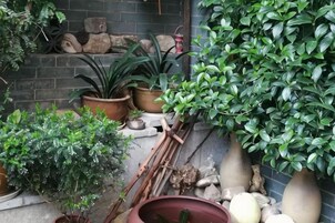 Variedad de plantas en macetas y herramientas de jardinería dispuestas frente a un muro de ladrillo.