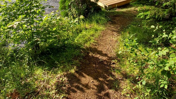 Une jetée en bois s’avançant dans un lac, entourée d’une végétation luxuriante et d’arbres.