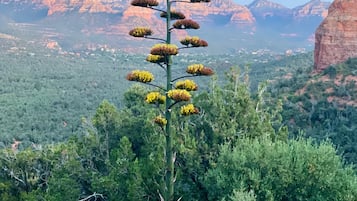A cactus with yellow flowers in a natural landscape with mountains in the background.