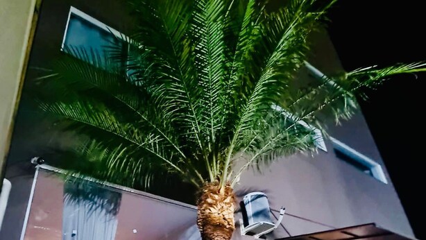 A modern building with a large glass door and a palm tree in the foreground. - Pousada Safari (Penha)