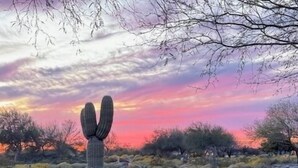 A cactus in a desert landscape with a sunset in the background.