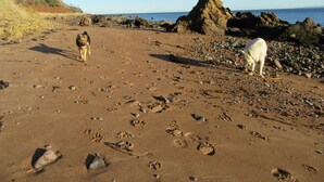 A beach with two dogs, rocky terrain, and a clear sky. - Osprey, Longhouse Cottages (Fortrose)