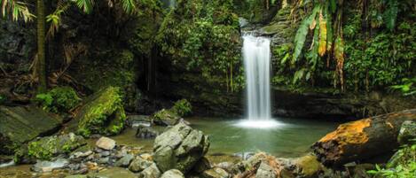 A waterfall in a lush, green forest setting with rocks and moss-covered surfaces.