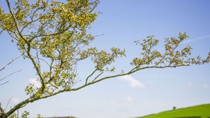 Ländliche Szenerie mit einem scheunenhähnlichen Gebäude, blauem Himmel und einem Weg, der zu diesem Gebäude führt.