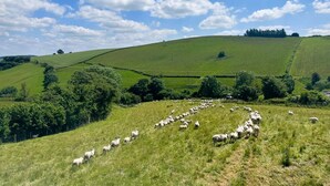 A rural landscape with a herd of sheep grazing on a grassy hill. - Cwm Heulog -  Cabin with Hot Tub Sleeping 4, Pet Friendly (Knighton)