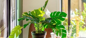 2-Bed Oasis with a King Bed and Green Accents