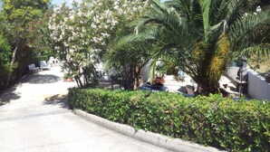 A pathway lined with lush greenery and flowering trees, leading to a building with a white exterior. - ALLOGGI DEL MIRTO - MILLY DEL MIRTO (Capoliveri)