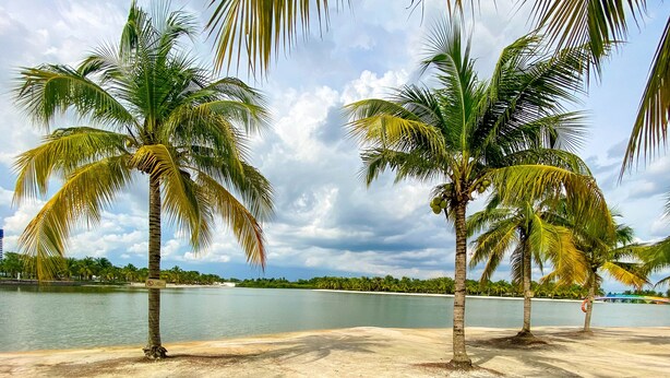 A beach with palm trees and a calm body of water.