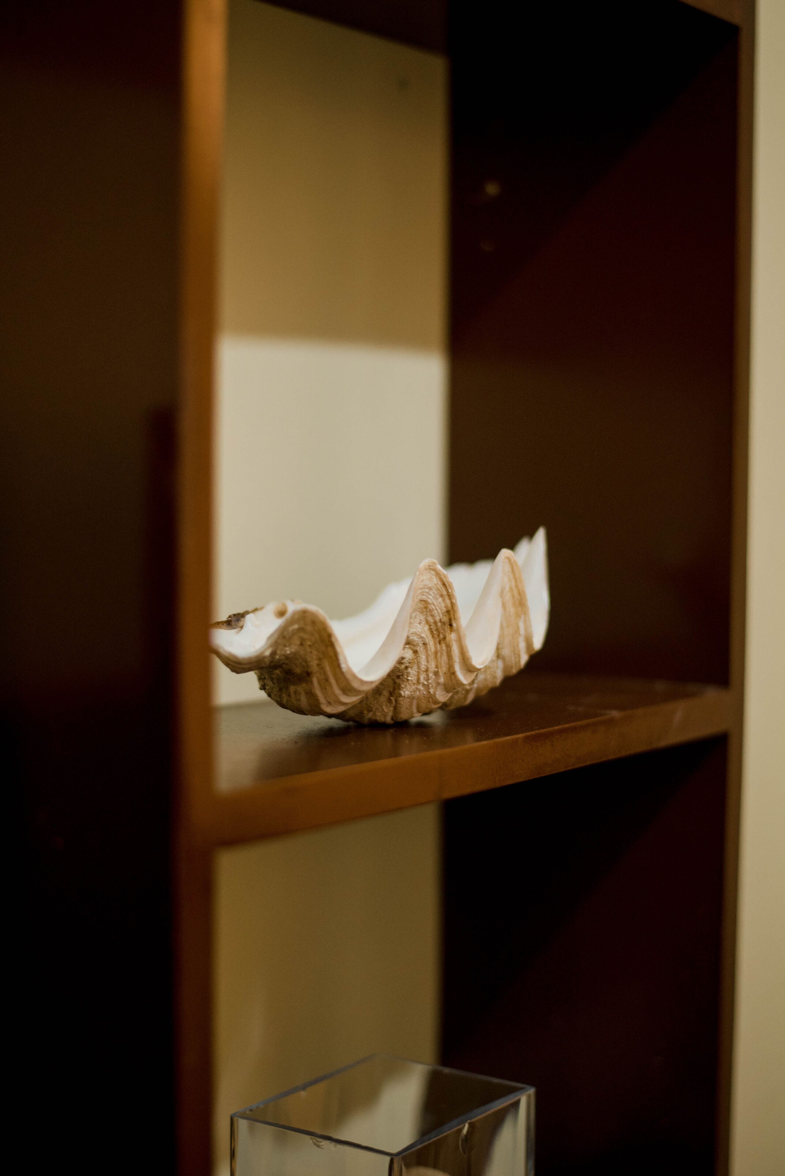 Un coquillage sur une étagère en bois.