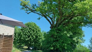 Eine Rasenfläche mit drei Liegestühlen und einem großen Baum.