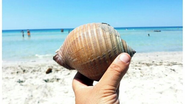 A hand holding a seashell on a beach with clear blue water and people in the distance. - CASAMARiNATSG- Sea View (Torre San Giovanni)