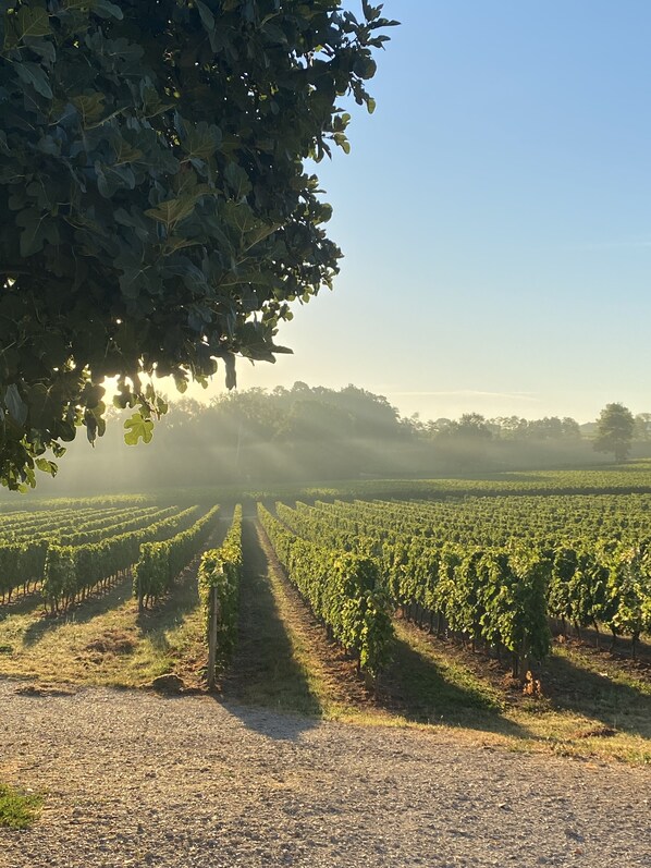 A vineyard with rows of grapevines under a tree.