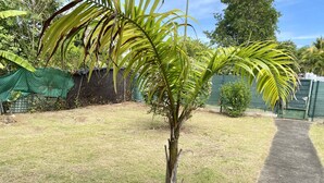 A small palm tree in a grassy yard with a concrete path leading to a green fence. - VILLA KAZ’ARY (Sainte-Anne)
