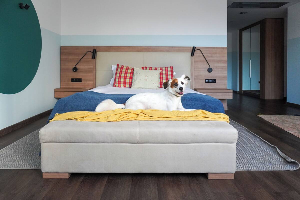 A modern bedroom with a bed, a dog, and a nightstand with a lamp.