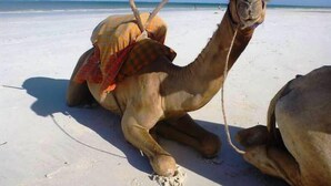 Ein Kamel mit Sattel an einem sandigen Strand.