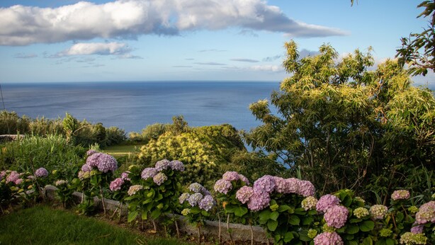 A garden with hydrangea flowers, a stone wall, and a view of the ocean. - Apartment "Oásis Fonte Grande 4" with Sea View, Terrace & Wi-Fi (Santo António)