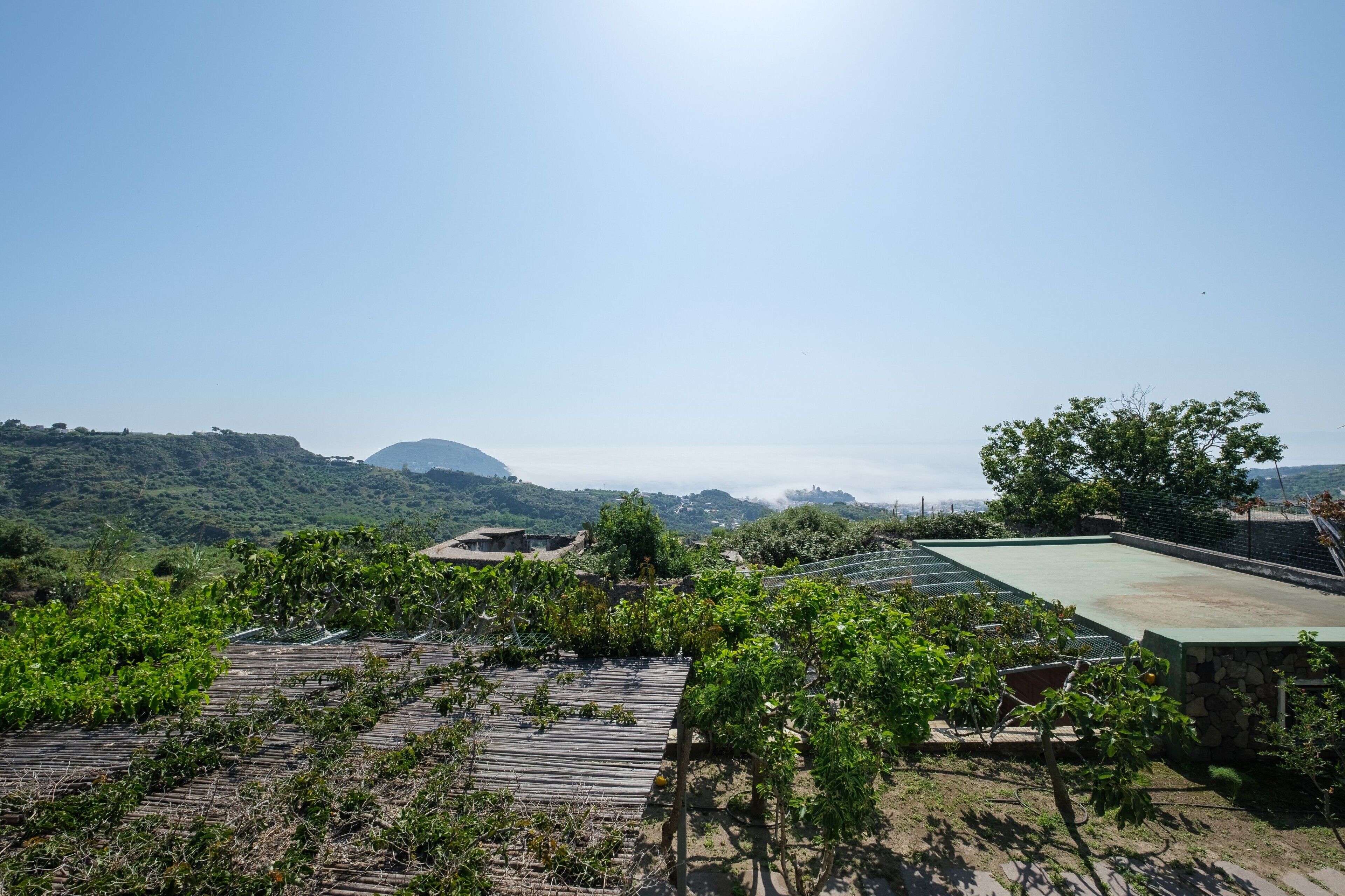 A vineyard with rows of grapevines and a green-roofed building.