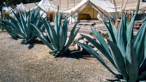 A row of white tents with a sandy ground and agave plants in the foreground. - Nomada Glamping - San Miguel de Allende X NANTLI LIVING (San Miguel de Allende)