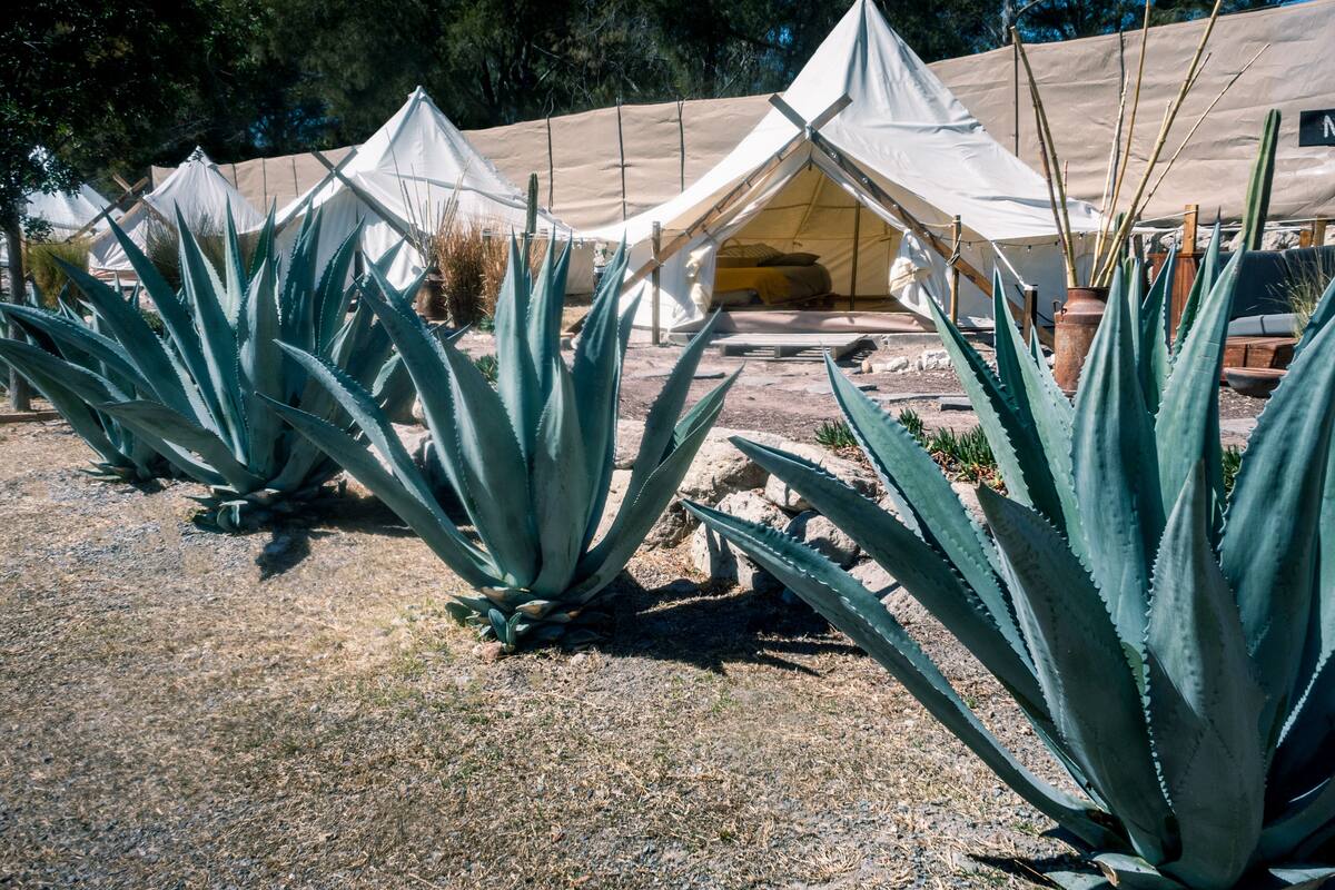 Una hilera de tiendas blancas sobre suelo arenoso, con plantas de agave en primer plano.