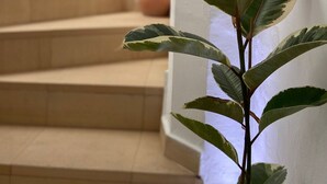 A staircase with beige steps and a potted plant with variegated leaves in the foreground. - Casa Africa (Tarifa)