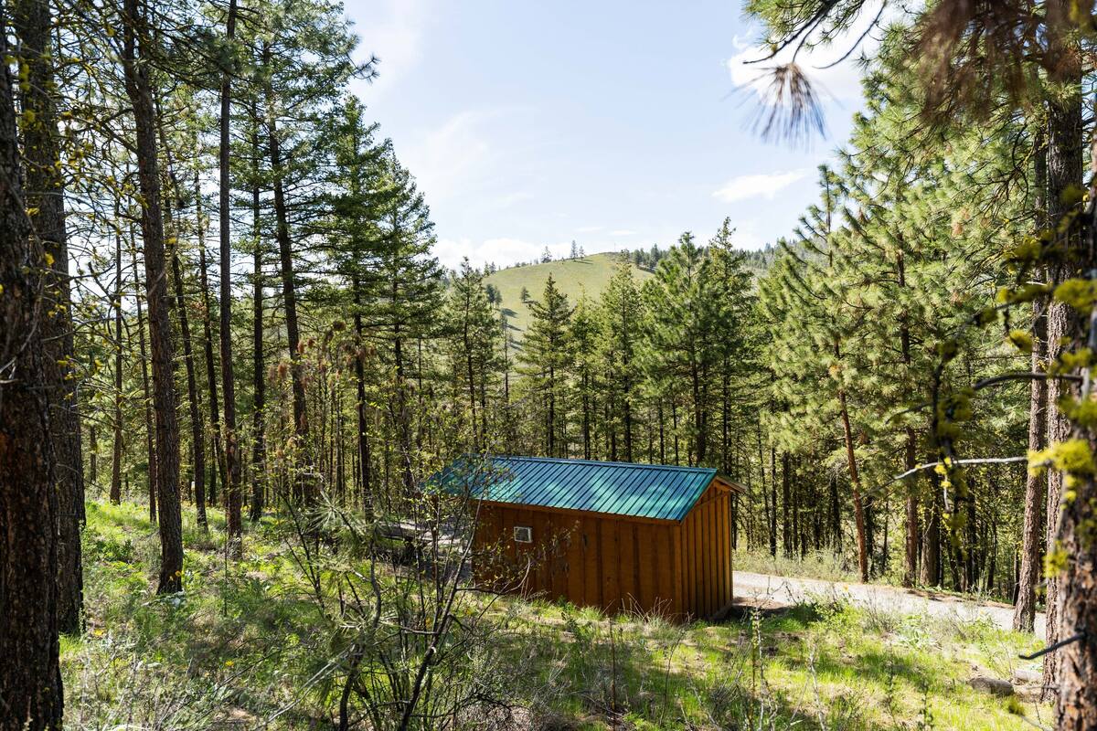 A cabin surrounded by tall pine trees in a forest.