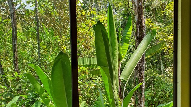 A window with a view of dense green foliage and trees.
