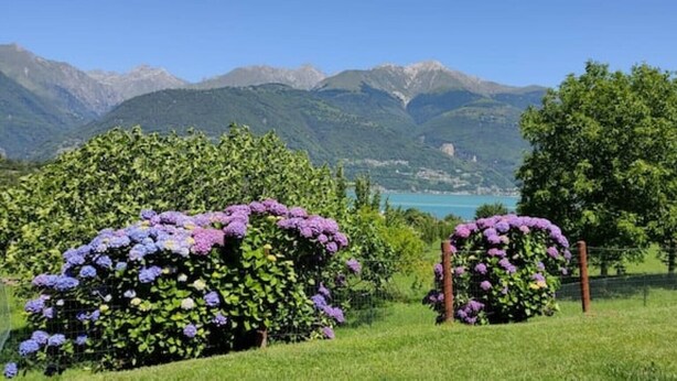 Un jardín con flores moradas y una montaña al fondo.