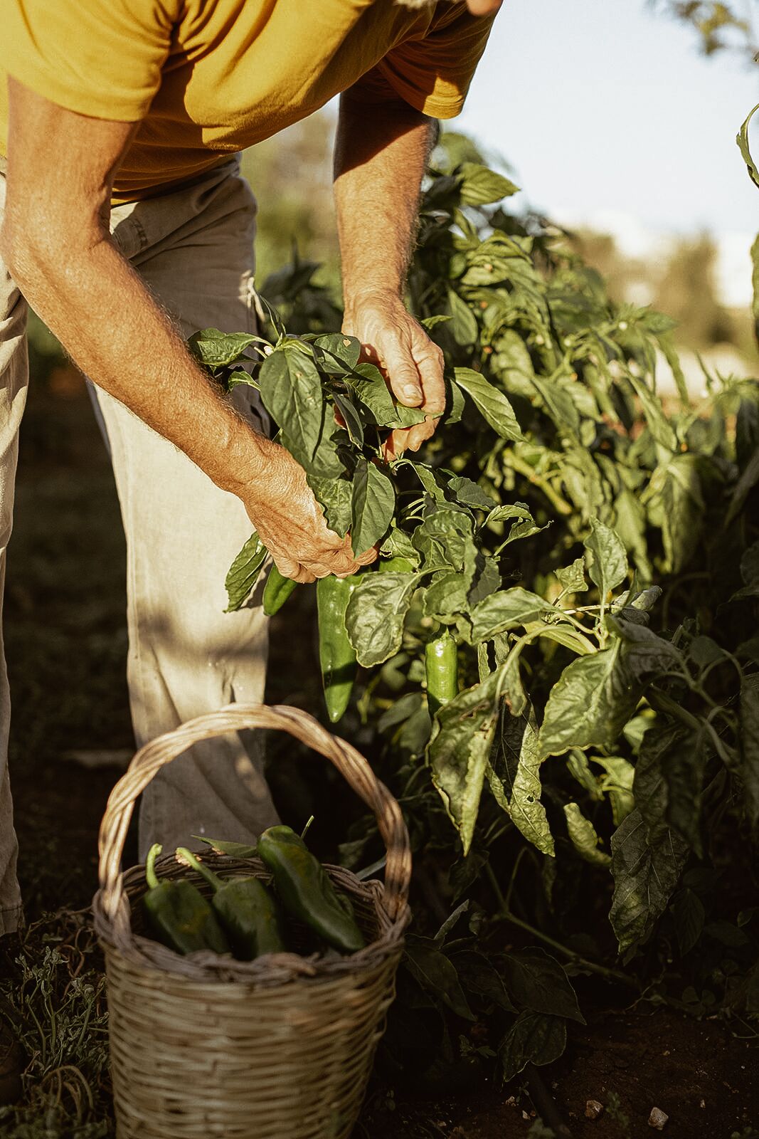 Una persona recolectando pimientos verdes de una planta.