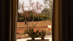 Vista desde la ventana de una planta de cactus en una maceta, con suelo de tierra y árboles al fondo.